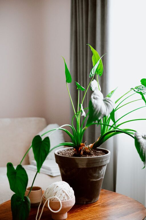 How to Refresh Your Home with Plants